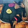 dog, black_and_tan, dog_bed, tennis_ball, blanket, tile_floor, collar, resting, sleeping, indoor, pet, canine, relaxed, upside_down, paw, fur, large_dog, comfortable, house, cozy