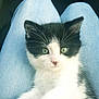 kitten, cat, black_and_white, fur, whiskers, green_eyes, jeans, clothing, pet, animal, cute, small, domestic_cat, indoor, resting, young, feline, close_up, soft, adorable