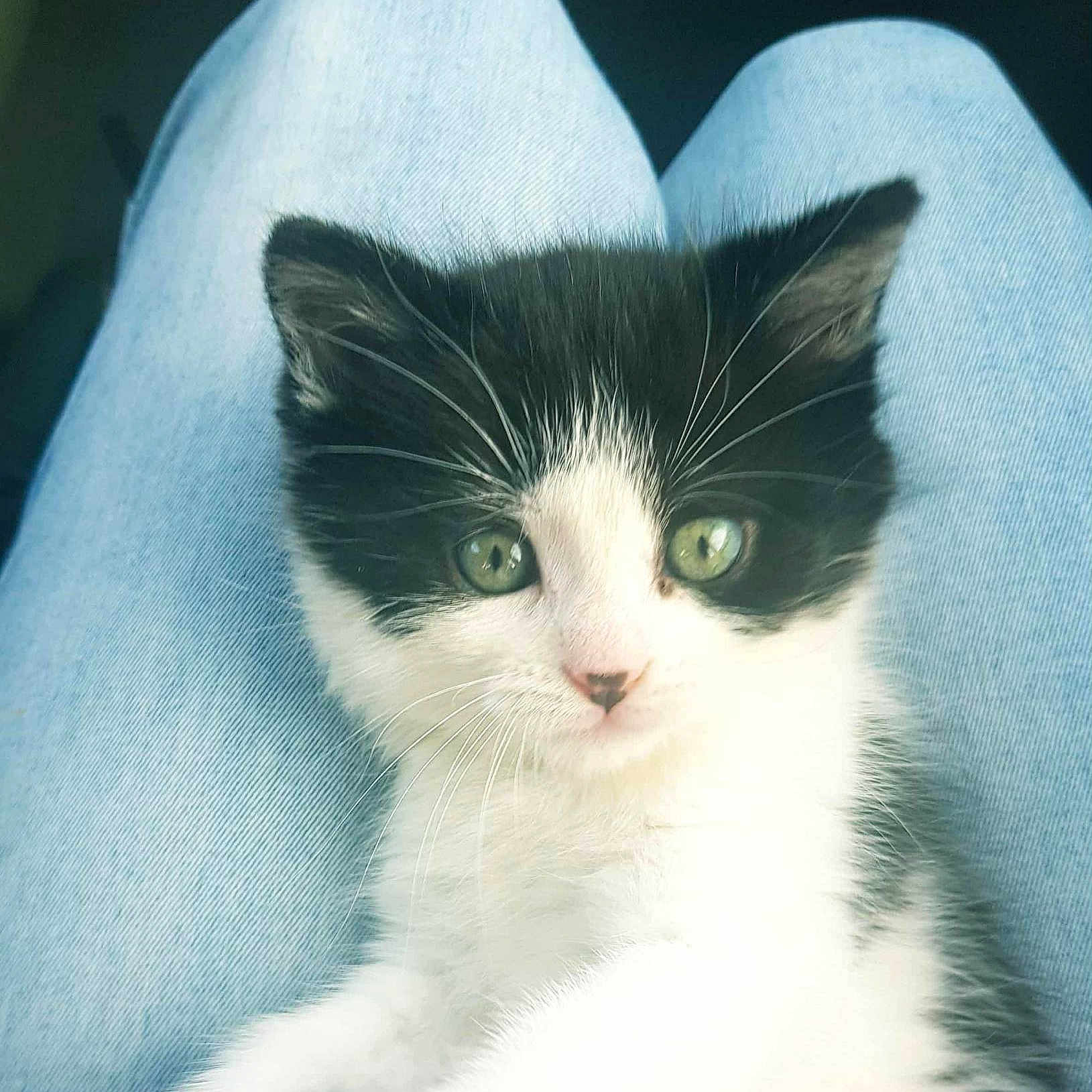 Moka a rejoint le concours — aidez-le/la à gagner de superbes lots ! adorable, animal, black_and_white, cat, close_up, clothing, cute, domestic_cat, feline, fur, green_eyes, indoor, jeans, kitten, pet, resting, small, soft, whiskers, young