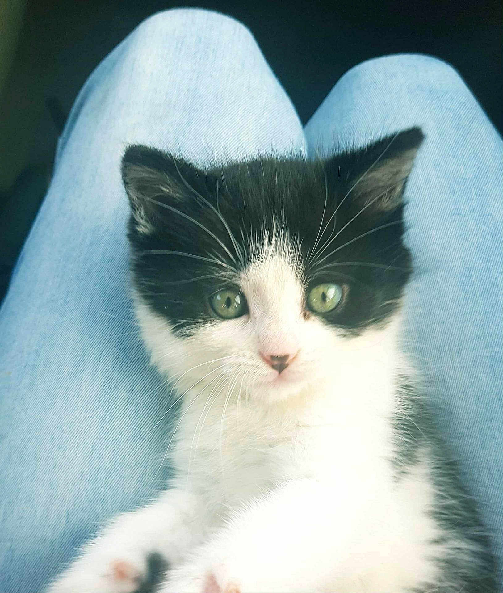 Moka a rejoint le concours — aidez-le/la à gagner de superbes lots ! kitten, cat, black_and_white, fur, whiskers, green_eyes, jeans, clothing, pet, animal, cute, small, domestic_cat, indoor, resting, young, feline, close_up, soft, adorable