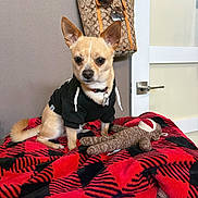 Papi Chulo joined the competition — help win amazing prizes! accessory, black_pattern, blanket, cute, dog, door, door_handle, fabric, furniture, handbag, hoodie, indoor, pet, plush_toy, red_blanket, sitting, small_dog, sock_monkey, tan_dog, wall