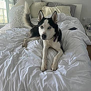 Ghost is registered to the contest to win money with this photo: husky, dog, bed, white_bedspread, pillows, indoor, pet, animal, fur, blue_eyes, relaxed, lying_down, cozy, home, window, natural_light, tail, collar, mammal, cute