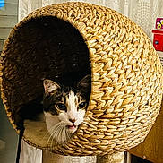Raúl a rejoint le concours — aidez-le/la à gagner de superbes lots ! animal, basket, cat, cat_bed, cozy, curious, cute, ears, eyes, face, feline, fur, furniture, home, indoor, mouth_open, pet, resting, whiskers, woven