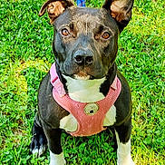 Tip joined the competition — help win amazing prizes! dog, black_and_white, pink_harness, grass, outdoor, pet, animal, canine, ears, sitting, leash, alert, nature, paw, cute, friendly, companion, sunlight, portrait, young_dog