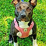 dog, black_and_white, pink_harness, grass, outdoor, pet, animal, canine, ears, sitting, leash, alert, nature, paw, cute, friendly, companion, sunlight, portrait, young_dog