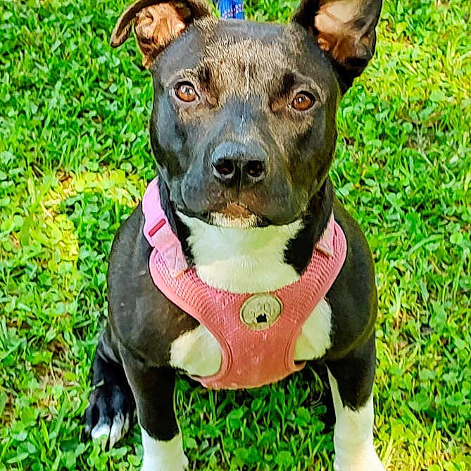 Tip joined the competition — help win amazing prizes! dog, black_and_white, pink_harness, grass, outdoor, pet, animal, canine, ears, sitting, leash, alert, nature, paw, cute, friendly, companion, sunlight, portrait, young_dog