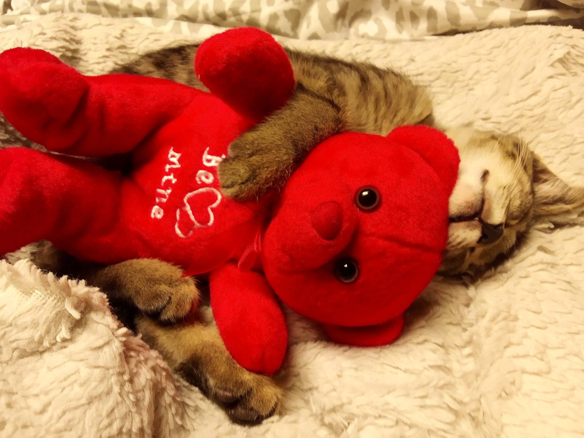 Girl Girl joined the competition — help win amazing prizes! baby_toys, bear, canidae, carmine, comfort, fawn, fiber, fur, linens, plush, snout, sporting_group, stuffed_toy, tail, teddy_bear, textile, toy, wood, wool, woolen