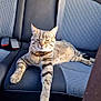 cat, tabby_cat, car_seat, backseat, sunlight, relaxed, animal, pet, feline, striped, paw, resting, domestic_animal, seatbelt, interior, vehicle, cozy, comfort, leisure, texture