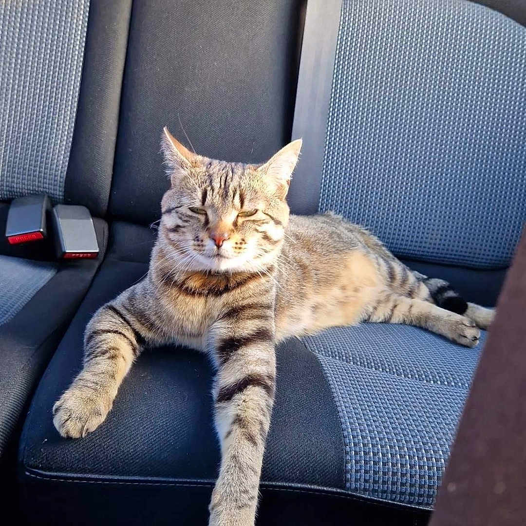 Mimine a rejoint le concours — aidez-le/la à gagner de superbes lots ! animal, backseat, car_seat, cat, comfort, cozy, domestic_animal, feline, interior, leisure, paw, pet, relaxed, resting, seatbelt, striped, sunlight, tabby_cat, texture, vehicle