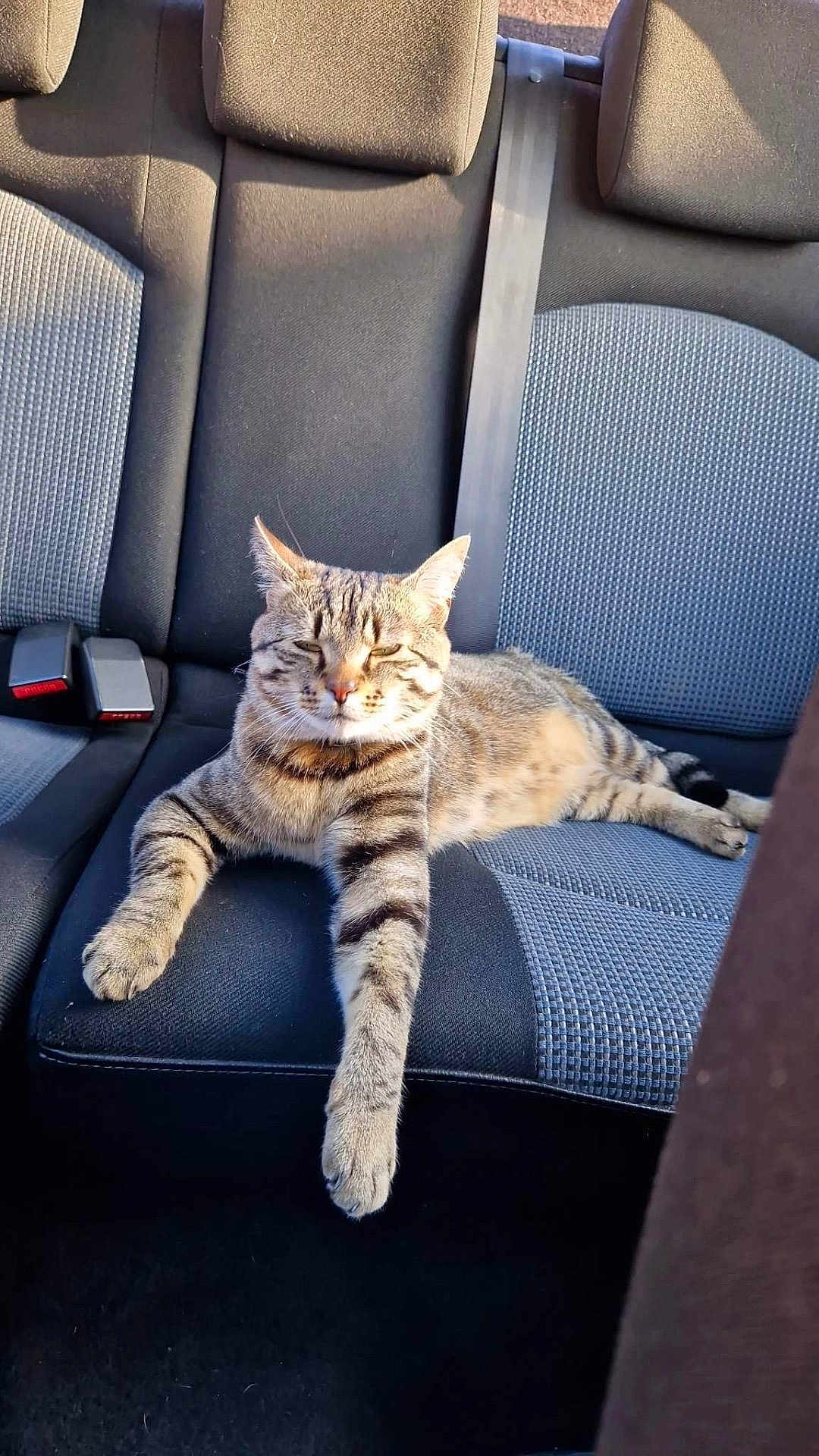 Mimine a rejoint le concours — aidez-le/la à gagner de superbes lots ! cat, tabby_cat, car_seat, backseat, sunlight, relaxed, animal, pet, feline, striped, paw, resting, domestic_animal, seatbelt, interior, vehicle, cozy, comfort, leisure, texture