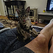 Ziggy is registered to the contest to win money with this photo: blanket, carpet, cat, cozy, cute, domestic_animal, floor, furniture, home, indoor, kitten, lamp, leg, living_room, paw, person, pet, table, television, tongue_out