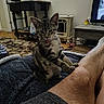 blanket, carpet, cat, cozy, cute, domestic_animal, floor, furniture, home, indoor, kitten, lamp, leg, living_room, paw, person, pet, table, television, tongue_out