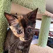 Callie joined the competition — help win amazing prizes! animal, cat, cat_tree, closeup, cozy, curious, cute, ears, eyes, feline, fur, home, indoor, kitten, pet, playful, texture, tortoiseshell, whiskers, young