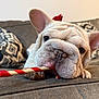 animal, canine, chewing, close_up, couch, dog, ears, face, french_bulldog, indoor, pattern, paw, pet, puppy, red, relaxed, texture, toy, white, wrinkles