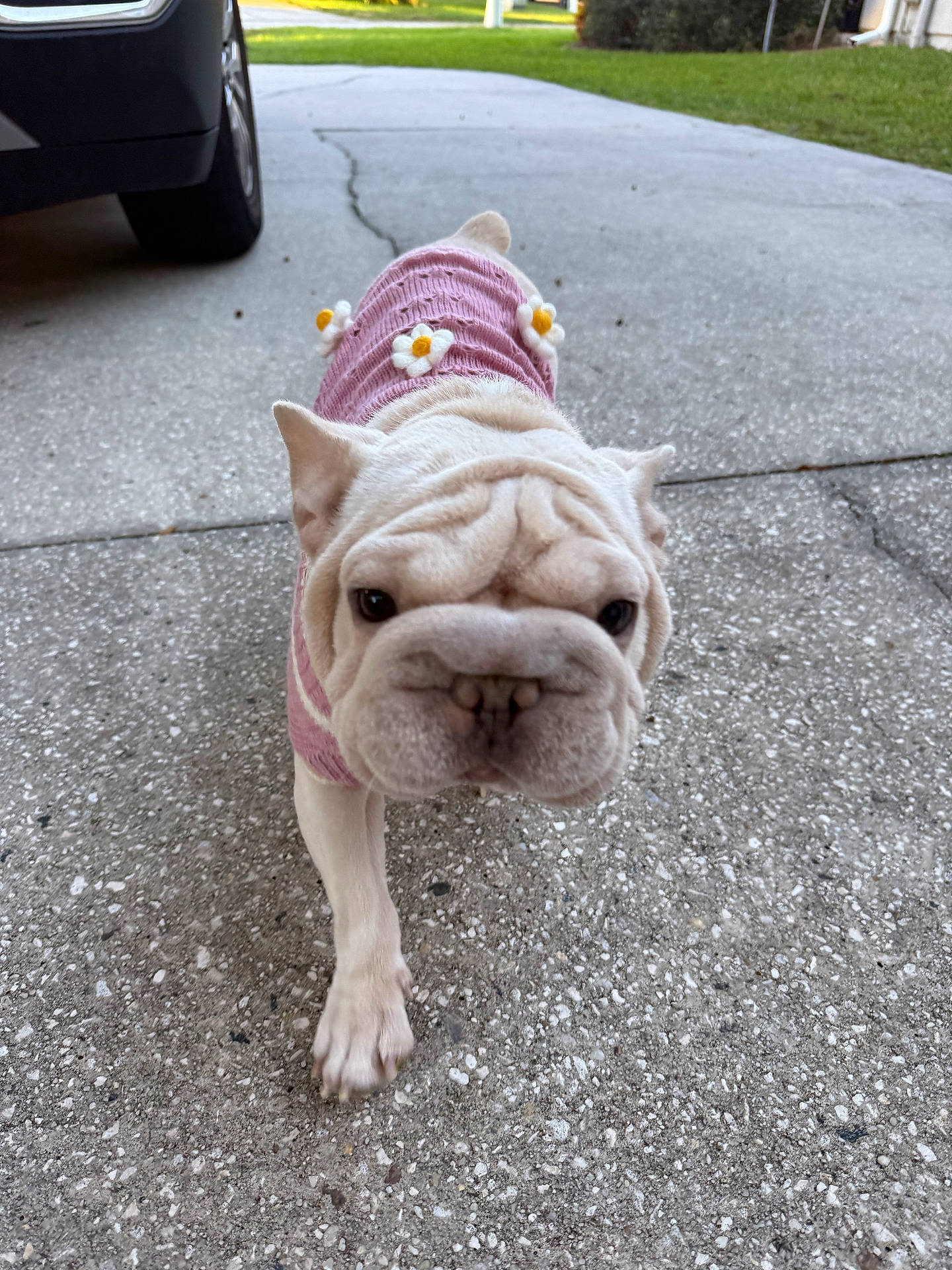 Diva is registered to the contest to win money with this photo: animal, bulldog, canine, car, close_up, cute, dog, driveway, ears, flowers, fur, nose, outdoor, pet, pink_sweater, puppy, sidewalk, small_dog, walking, wrinkles