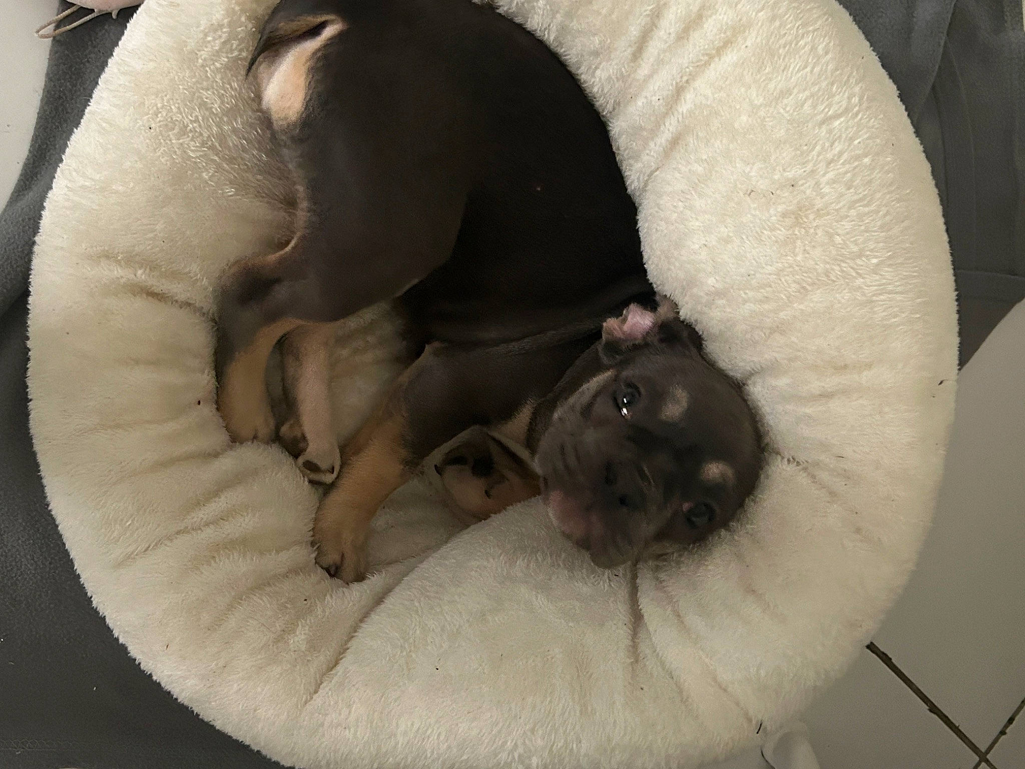 Gamora participe au concours pour gagner de l'argent avec cette photo : canidae, carnivore, cat_bed, comfort, companion_dog, dog, dog_bed, dog_breed, dog_supply, fawn, felidae, linens, nap, pet_supply, small_to_medium_sized_cats, snout, sporting_group, tail, terrestrial_animal, working_animal