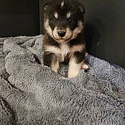 Avalone participe au concours pour gagner de l'argent avec cette photo : adorable, animal, background, black_and_white, blanket, companion, cozy, cute, dog, face, fur, fur_pattern, indoor, pet, puppy, resting, sitting, small, soft, young