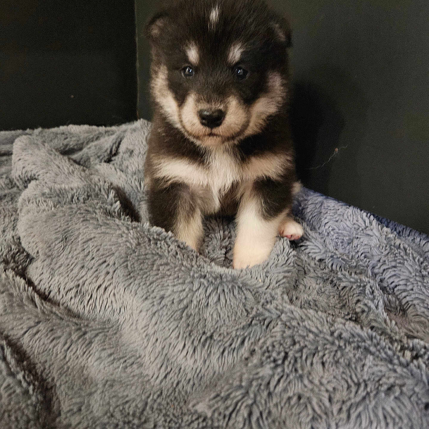Avalone participe au concours pour gagner de l'argent avec cette photo : adorable, animal, background, black_and_white, blanket, companion, cozy, cute, dog, face, fur, fur_pattern, indoor, pet, puppy, resting, sitting, small, soft, young