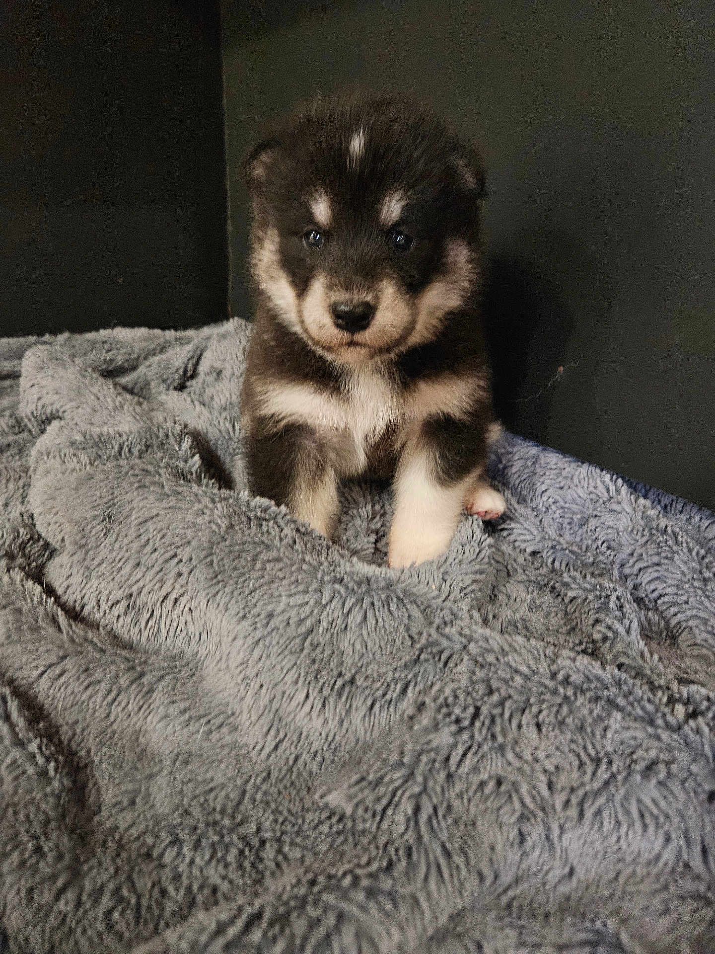 Avalone participe au concours pour gagner de l'argent avec cette photo : adorable, animal, background, black_and_white, blanket, companion, cozy, cute, dog, face, fur, fur_pattern, indoor, pet, puppy, resting, sitting, small, soft, young