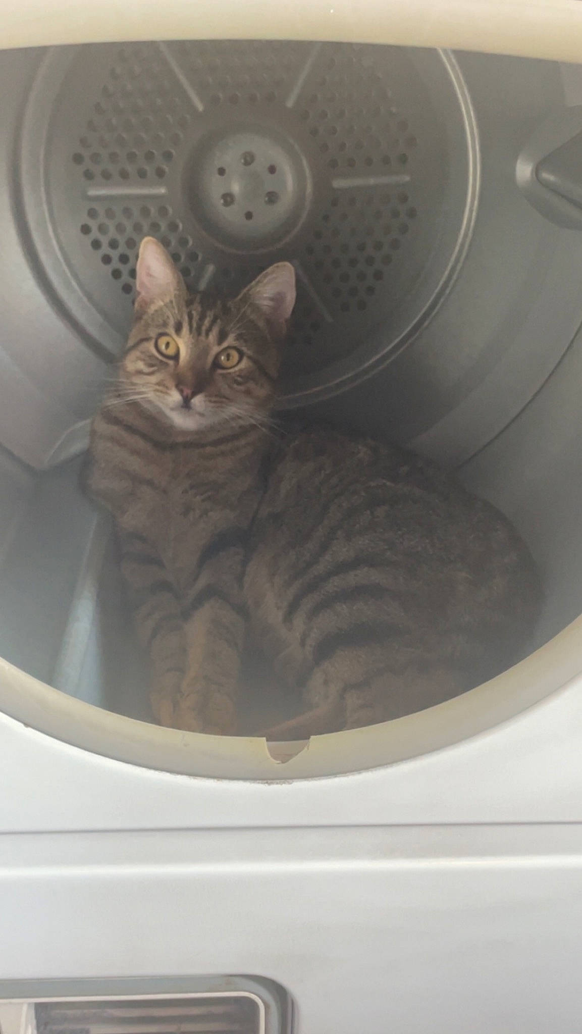 Tigger is registered to the contest to win money with this photo: auto_part, automotive_design, automotive_lighting, automotive_tire, automotive_wheel_system, carnivore, cat, circle, domestic_short_haired_cat, felidae, fender, grey, motor_vehicle, rim, small_to_medium_sized_cats, snout, tire, wheel, whiskers, window