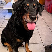 Mayko a rejoint le concours — aidez-le/la à gagner de superbes lots ! animal, armchair, black_dog, canine, dog, door, floor, fur, happy, home, household, indoor, paw, pet, sitting, table, tan_markings, tile_floor, tongue_out, window