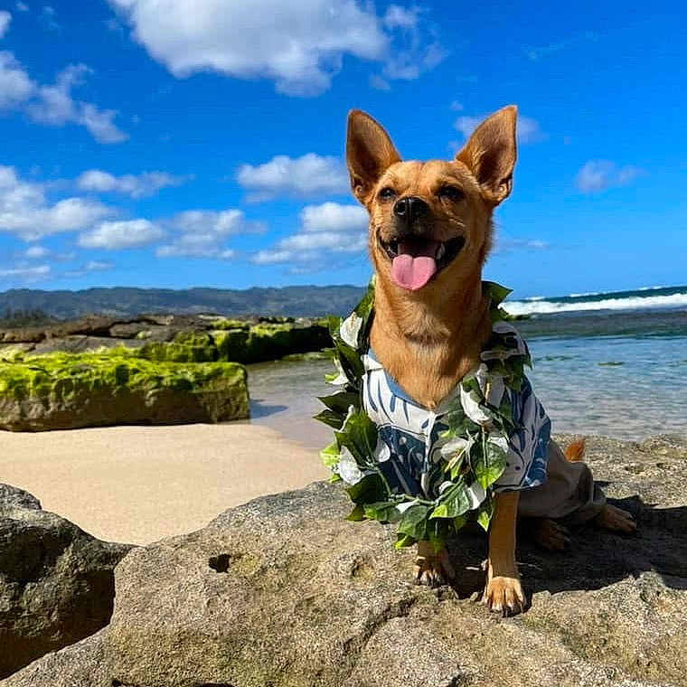 Peanut is registered to the contest to win money with this photo: beach, canine, cloud, dog, happy, hawaiian_shirt, lei, nature, ocean, outdoor, pet, rock, scenic, sky, smiling_dog, summer, sunny, tongue_out, tropical, vacation
