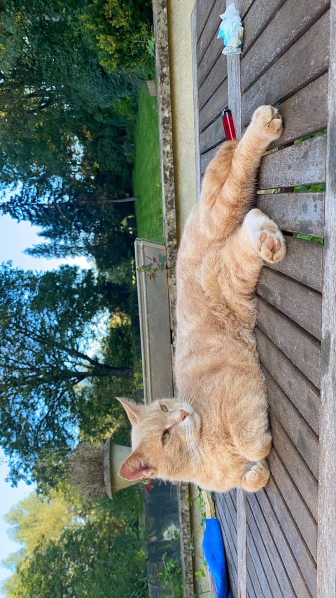 Nino participe au concours pour gagner de l'argent avec cette photo : blue, carnivore, cat, domestic_short_haired_cat, fawn, felidae, fur, gesture, plant, sky, small_to_medium_sized_cats, tail, terrestrial_animal, tree, trunk, twig, whiskers, wood