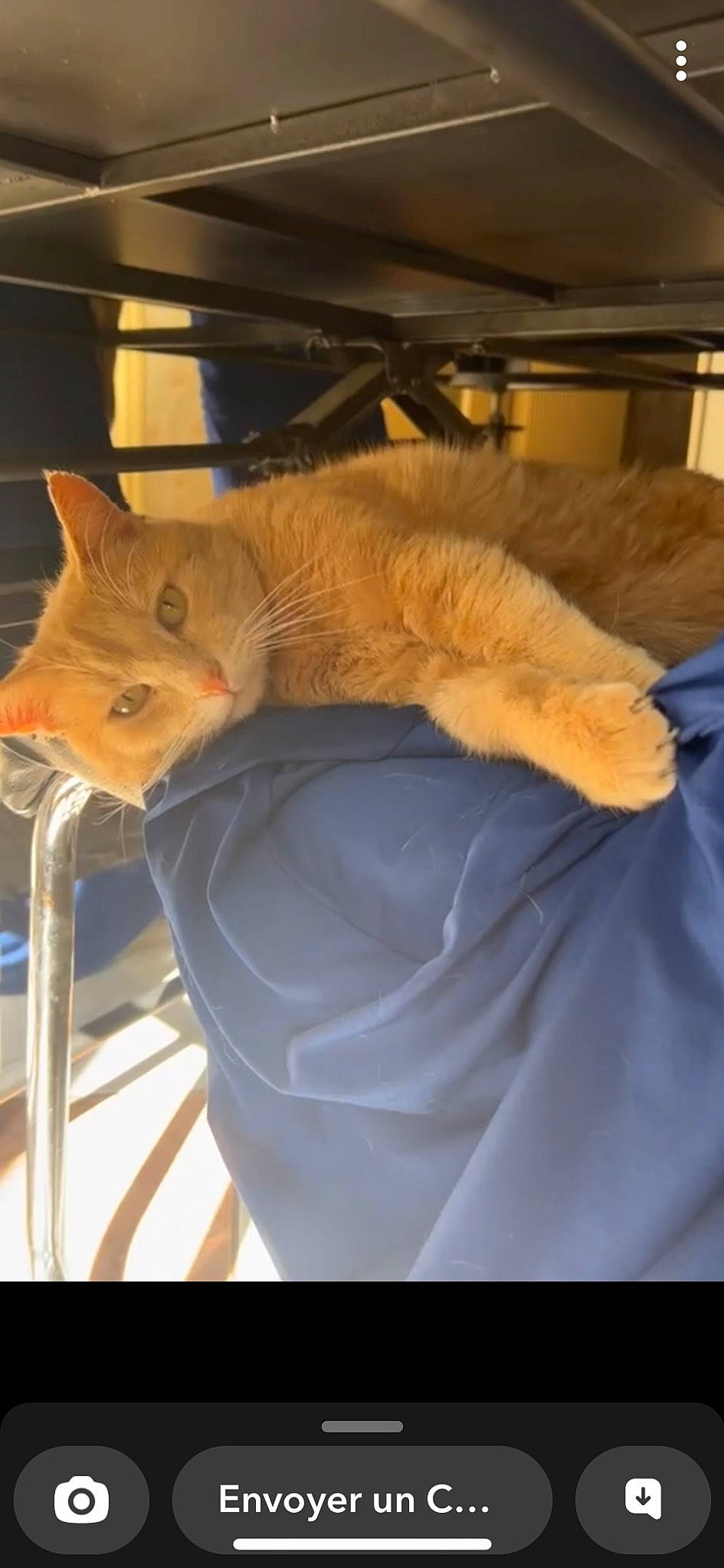 Nino a rejoint le concours — aidez-le/la à gagner de superbes lots ! carnivore, cat, claw, comfort, domestic_short_haired_cat, eye, fawn, felidae, fur, human_leg, lap, linens, nap, room, sleep, small_to_medium_sized_cats, tail, whiskers, wood