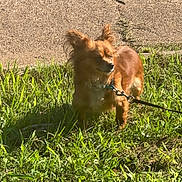 Pasylin is registered to the contest to win money with this photo: dog, grass, sidewalk, leash, sunlight, outdoor, pet, animal, small_dog, brown_dog, canine, nature, daylight, ears, fur, walking, greenery, sunny, shadow, collar