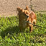 dog, grass, sidewalk, leash, sunlight, outdoor, pet, animal, small_dog, brown_dog, canine, nature, daylight, ears, fur, walking, greenery, sunny, shadow, collar