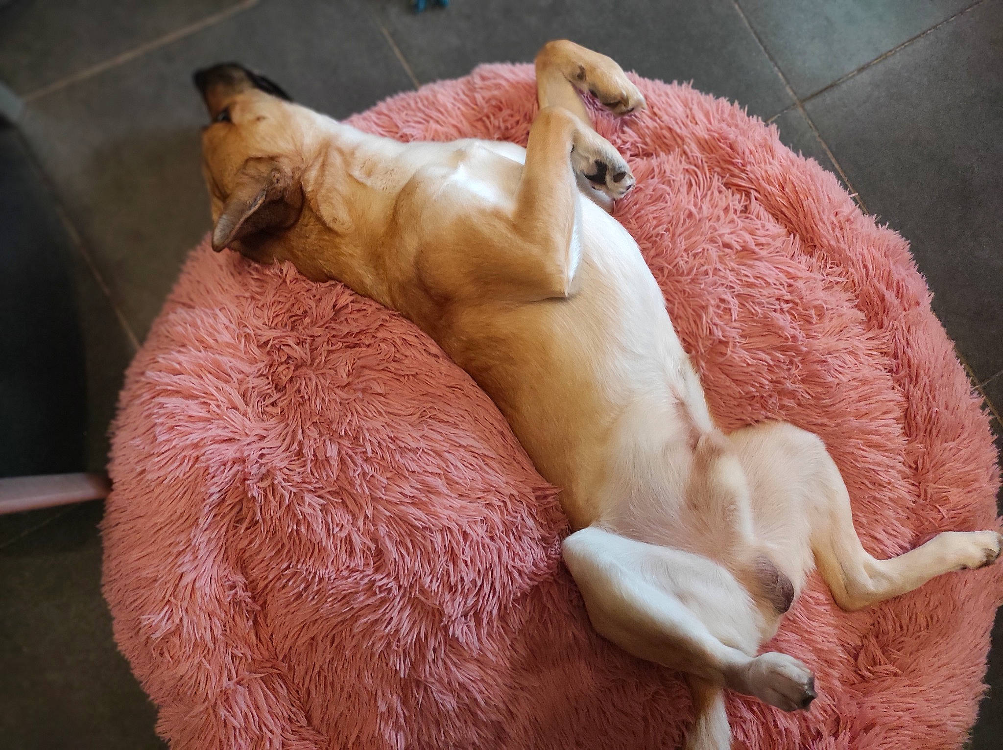 Thanos a rejoint le concours — aidez-le/la à gagner de superbes lots ! canidae, carnivore, cat, claw, comfort, companion_dog, dog_breed, fawn, felidae, foot, gesture, human_leg, paw, small_to_medium_sized_cats, snout, sporting_group, tail, textile, toy, whiskers