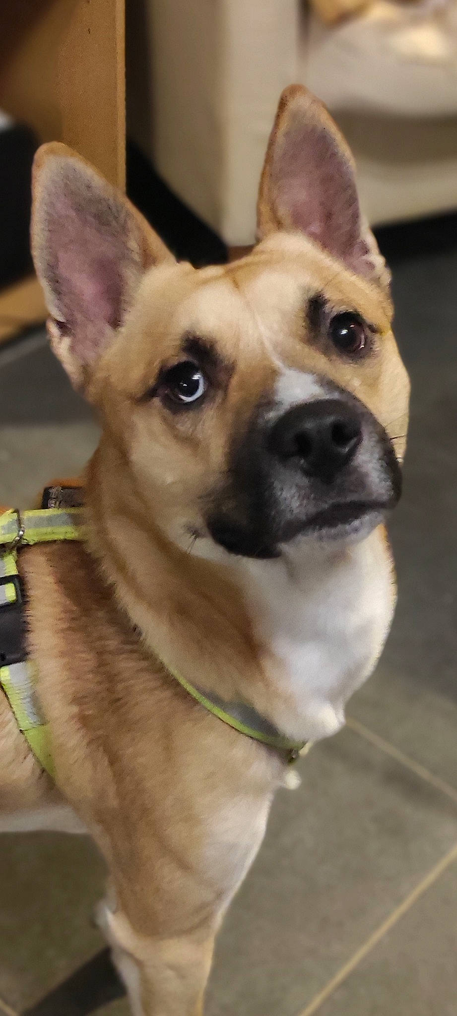 Thanos a rejoint le concours — aidez-le/la à gagner de superbes lots ! ancient_dog_breeds, canidae, carnivore, collar, companion_dog, dog, dog_breed, dog_collar, dog_supply, ear, eye, fawn, fur, human_body, pet_supply, snout, sporting_group, toy_dog, whiskers, working_animal