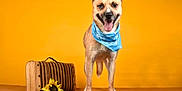 Thanos participe au concours pour gagner de l'argent avec cette photo : animation, canidae, carnivore, chihuahua, companion_dog, dog, dog_breed, dog_clothes, dog_supply, electric_blue, fawn, felidae, font, paw, photo_caption, spitz, table, tail, wildlife, working_animal