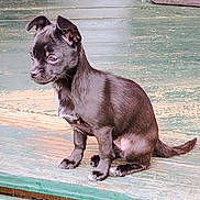 Star Myers is registered to the contest to win money with this photo: puppy, dog, black_fur, white_patch, sitting, porch, wooden_floor, outdoor, pet, animal, curious, small_dog, canine, young_dog, texture, rustic, green_paint, side_view, quiet, calm