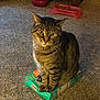 Gizmo joined the competition — help win amazing prizes! cat, tabby, sitting, box, carpet, indoor, pet, food_bowl, curious, feline, whiskers, paws, domestic_animal, brown, striped, looking_up, close_up, home, animal, mammal