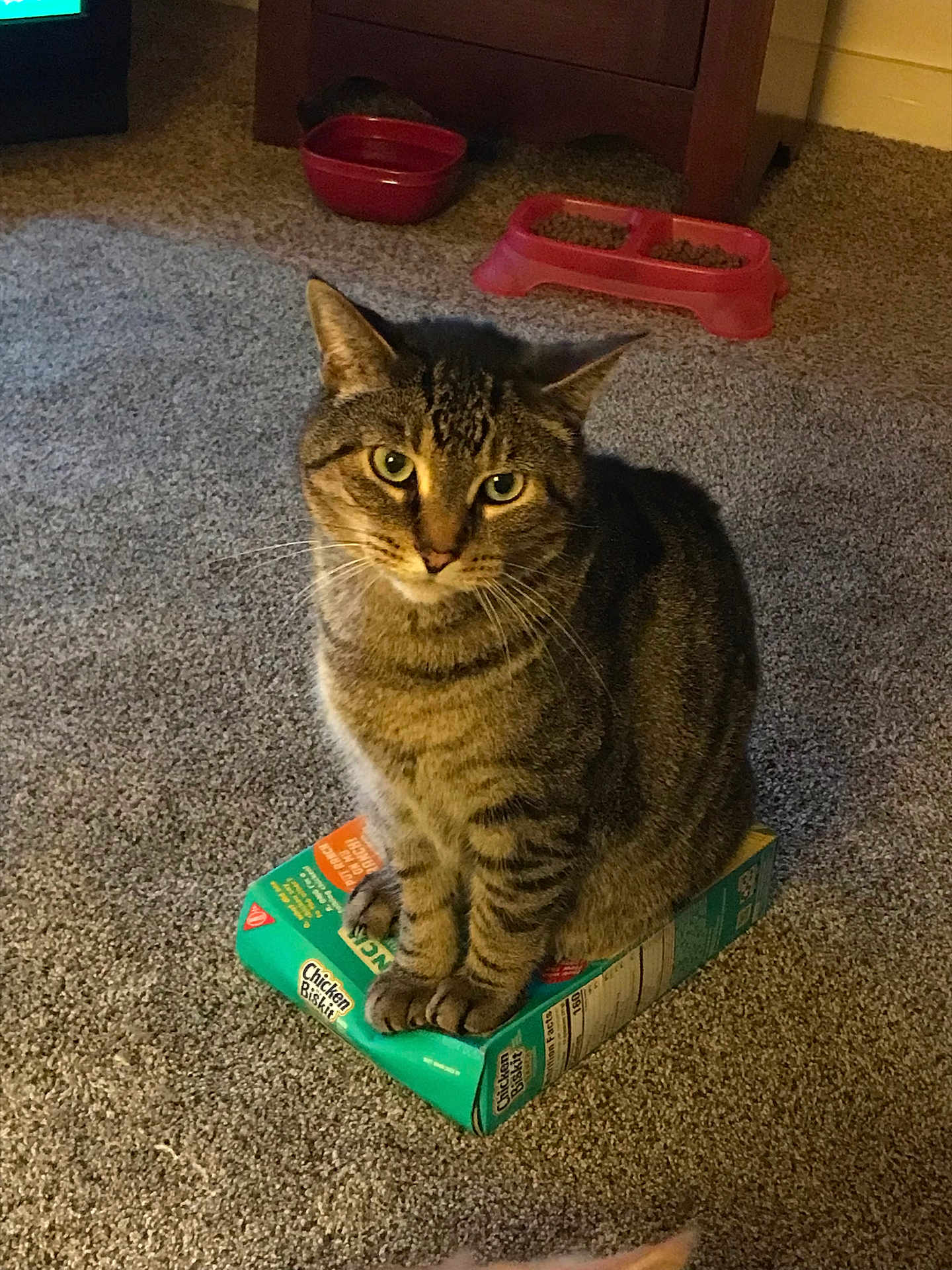 Gizmo joined the competition — help win amazing prizes! cat, tabby, sitting, box, carpet, indoor, pet, food_bowl, curious, feline, whiskers, paws, domestic_animal, brown, striped, looking_up, close_up, home, animal, mammal