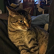 Gizmo joined the competition — help win amazing prizes! cat, tabby, indoor, pet, feline, relaxed, lap, striped, whiskers, ears, fur, domestic, side_view, person, clothing, television, chair, room, furniture, casual