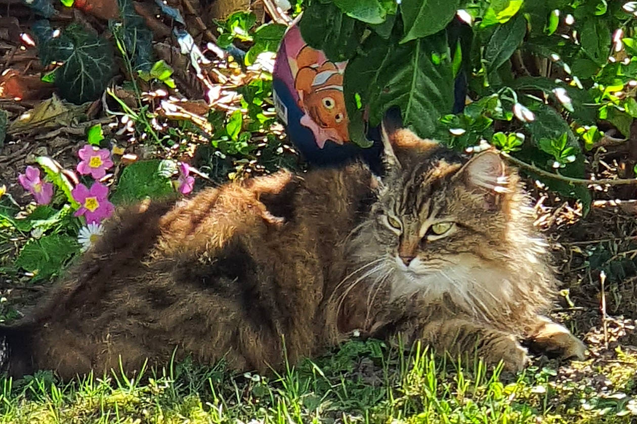 Joy participe au concours pour gagner de l'argent avec cette photo : british_semi_longhair, carnivore, cat, domestic_long_haired_cat, fawn, felidae, fur, grass, groundcover, insect, maine_coon, moths_and_butterflies, organism, pollinator, small_to_medium_sized_cats, terrestrial_animal, whiskers, wild_cat