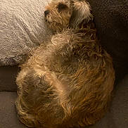 Bimbo joined the competition — help win amazing prizes! animal, brown, companion, couch, cozy, curled, curled_up, cute, dog, domestic, fluffy, fur, home, indoor, pet, pillow, relaxing, resting, sleepy, soft