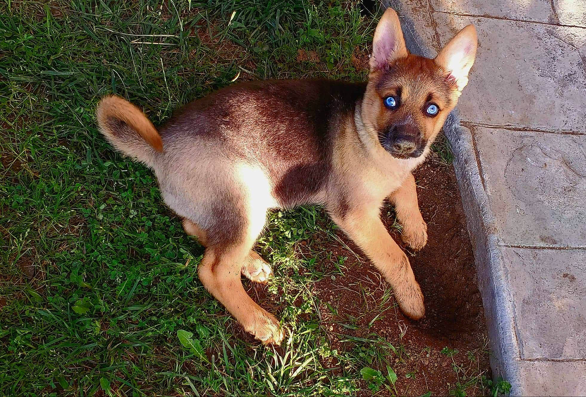 Dixie is registered to the contest to win money with this photo: canidae, carnivore, dog, dog_breed, fawn, mammal, vertebrate