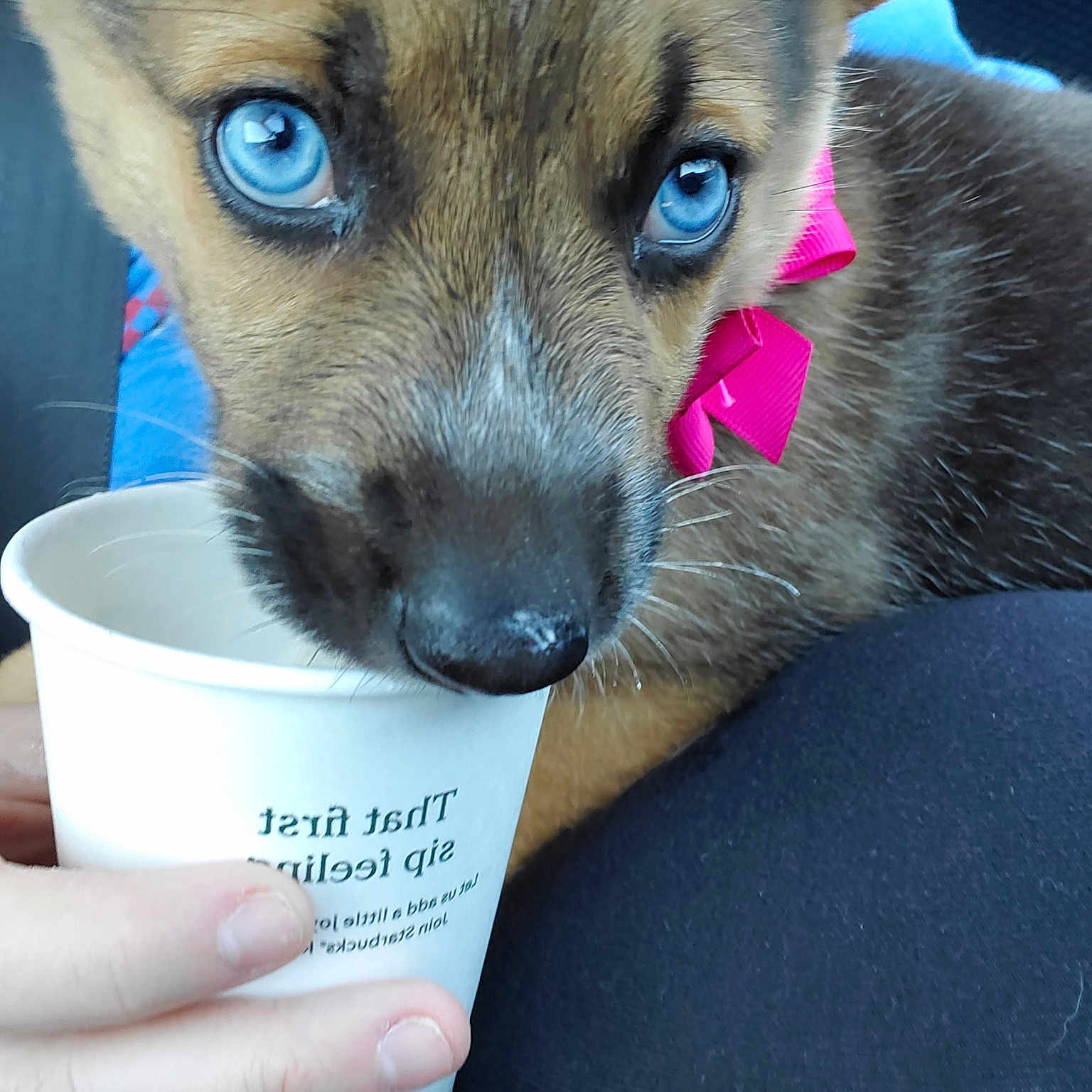 Dixie is registered to the contest to win money with this photo: canidae, carnivore, companion_dog, dog, dog_breed, ear, fawn, mammal, paw, potcake_dog, puppy, snout, street_dog, whiskers