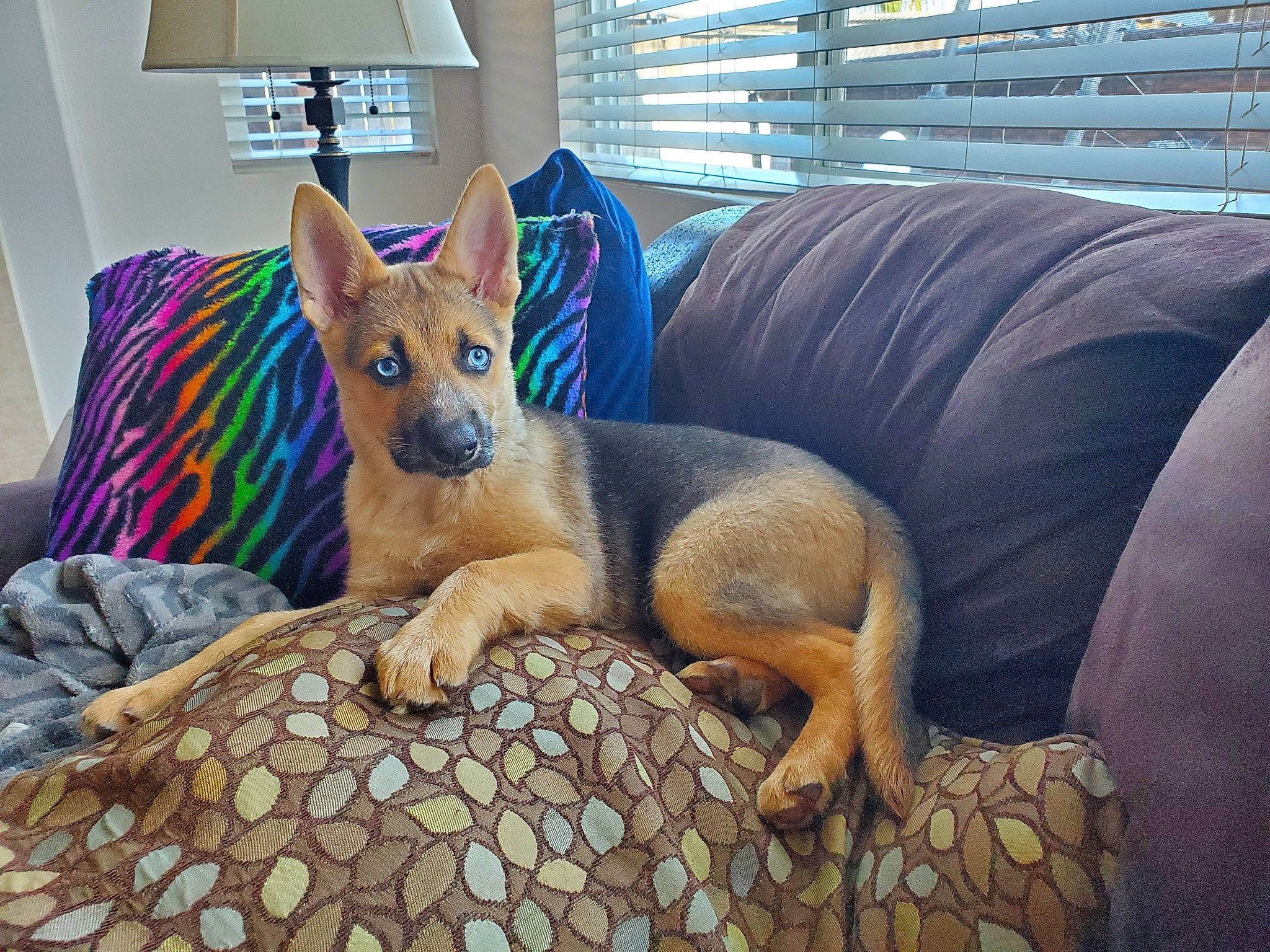 Dixie joined the competition — help win amazing prizes! canidae, carnivore, carolina_dog, dog, dog_breed, fawn, furniture, german_shepherd_dog, mammal, vertebrate