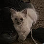 kitten, cat, pet, carpet, boots, shoe, furry, animal, indoor, cute, playful, toy, resting, curious, whiskers, paw, small, domestic, young, cozy