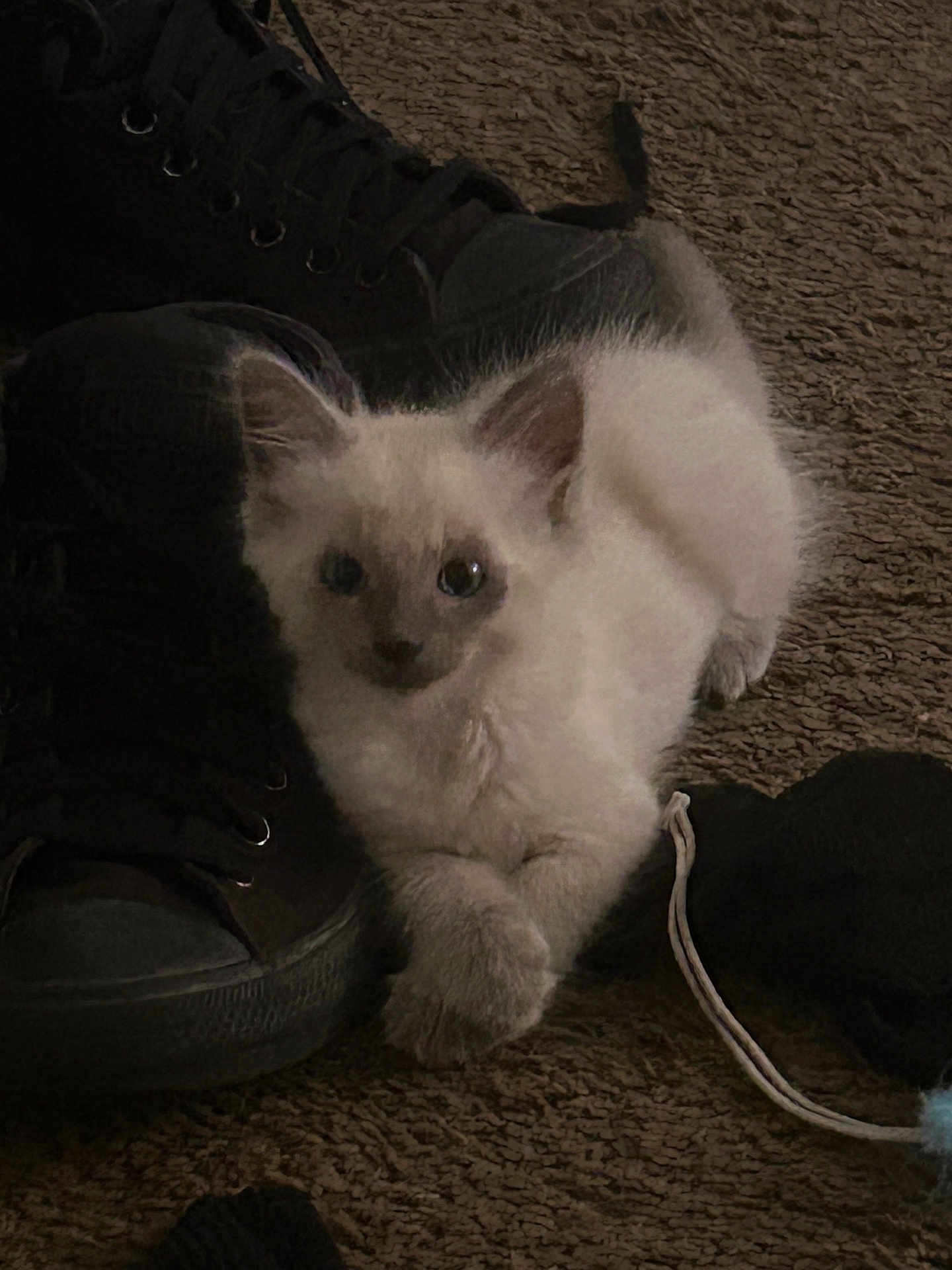 Dobby is registered to the contest to win money with this photo: kitten, cat, pet, carpet, boots, shoe, furry, animal, indoor, cute, playful, toy, resting, curious, whiskers, paw, small, domestic, young, cozy