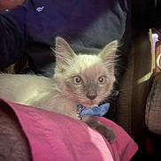 Dobby is registered to the contest to win money with this photo: kitten, cat, blue_bow_tie, pink_blanket, indoor, pet, feline, cute, animal, young, fur, whiskers, sitting, cozy, soft_light, curious, close_up, domestic, companion, resting