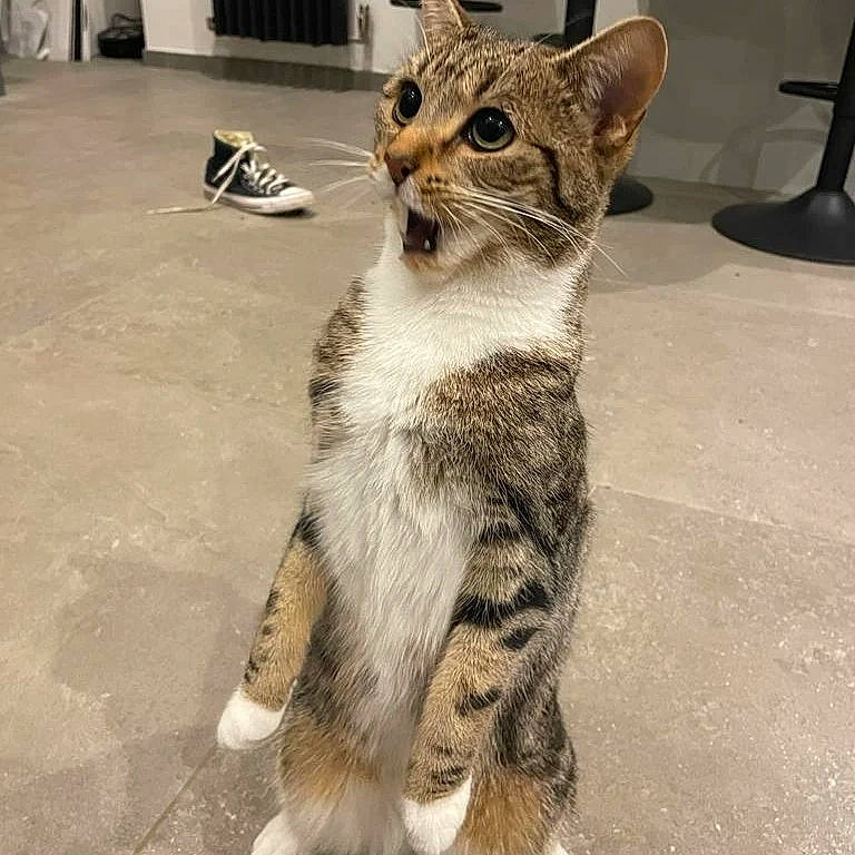 Apple joined the competition — help win amazing prizes! carnivore, cat, claw, domestic_short_haired_cat, door, felidae, flooring, foot, fur, paw, road_surface, sitting, small_to_medium_sized_cats, snout, tail, terrestrial_animal, whiskers, wildlife