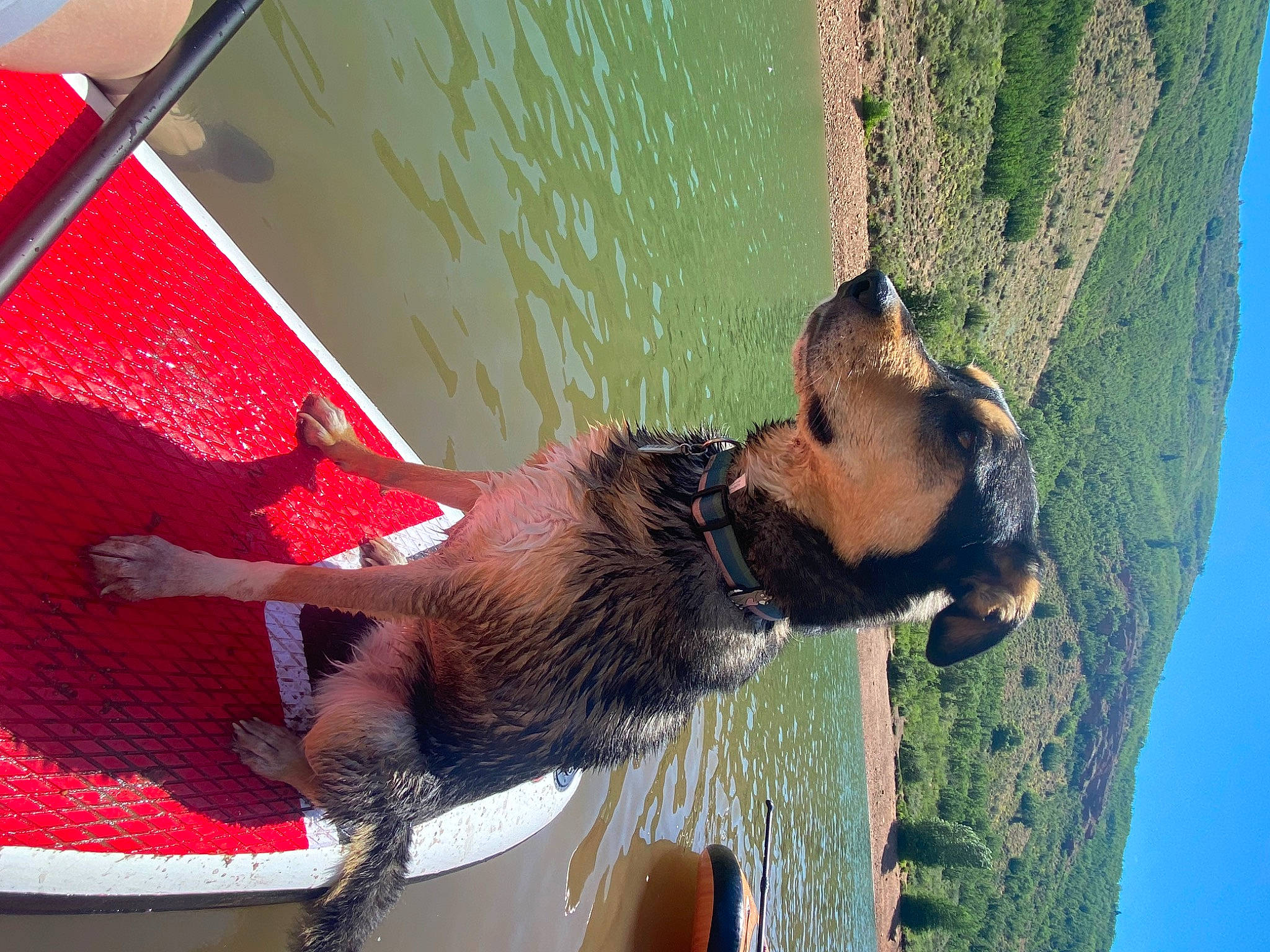 Harley joined the competition — help win amazing prizes! canidae, carnivore, collar, companion_dog, dog, dog_breed, dog_collar, fawn, fun, green, lake, plant, sky, snout, sporting_group, summer, tail, tree, vertebrate, water
