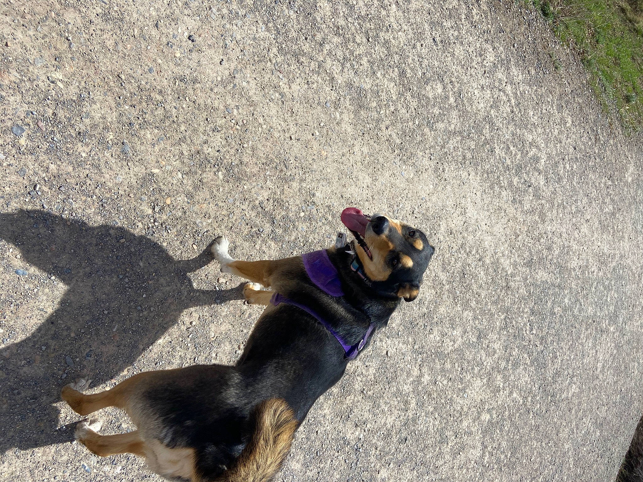 Harley joined the competition — help win amazing prizes! asphalt, canidae, carnivore, collar, companion_dog, concrete, dog, dog_breed, fawn, grass, leash, pet_supply, road, road_surface, shadow, sidewalk, snout, sporting_group, tail, tar