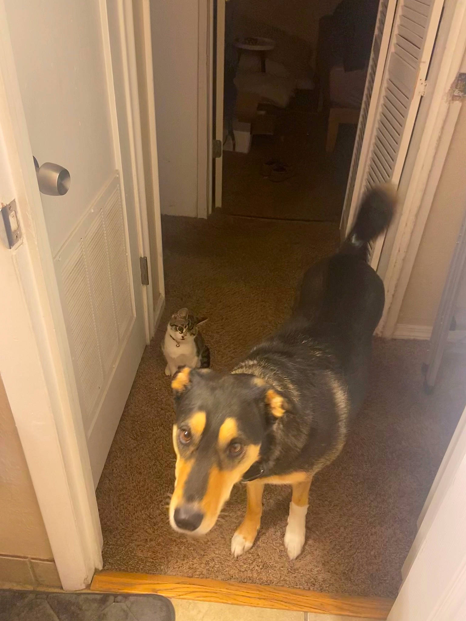 Harley joined the competition — help win amazing prizes! carnivore, companion_dog, dog, dog_breed, door, door_handle, floor, flooring, fur, hardwood, home_door, paw, pet_supply, room, tail, terrestrial_animal, wood, wood_flooring, working_animal, working_dog