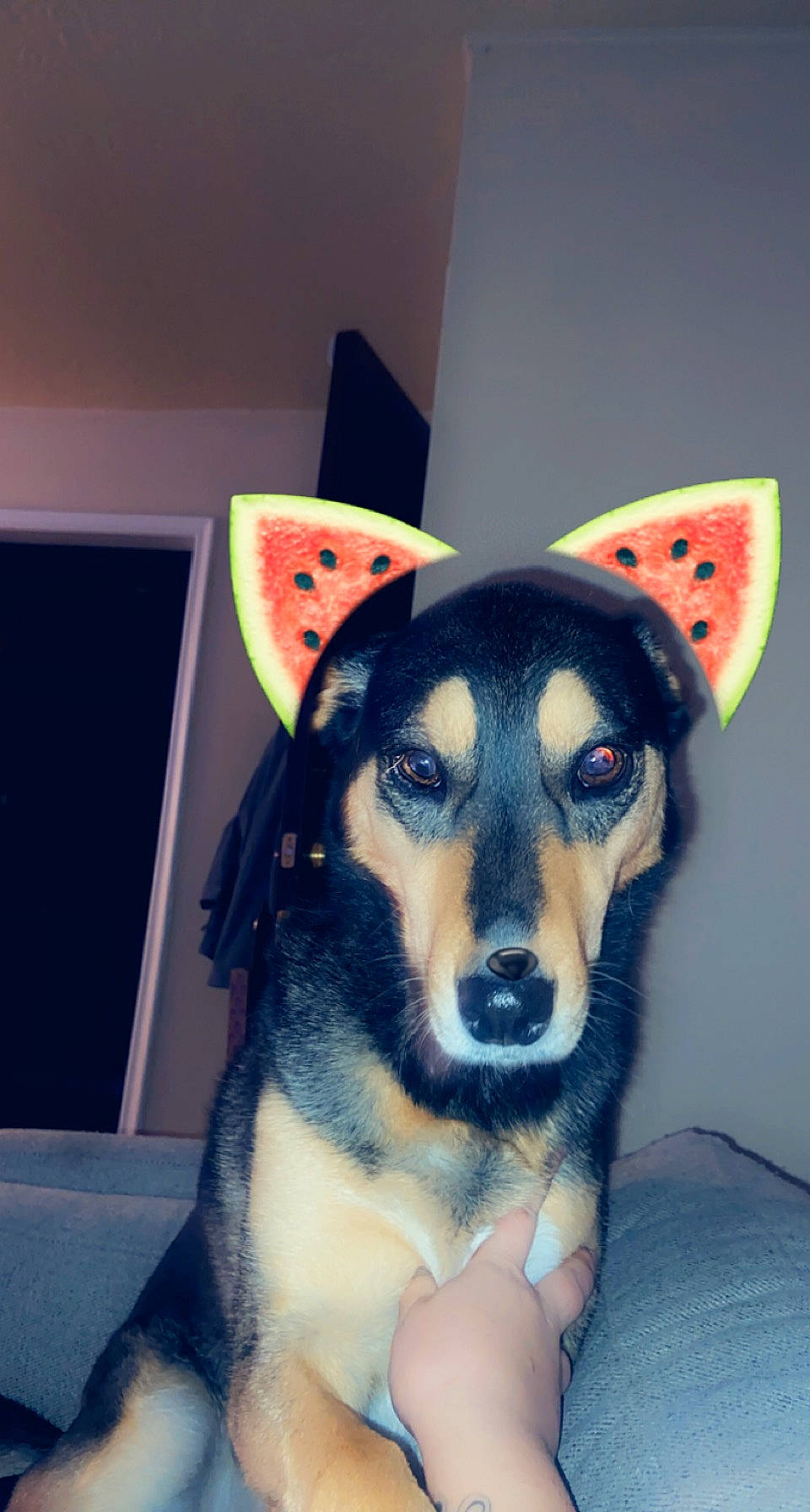 Harley is registered to the contest to win money with this photo: ancient_dog_breeds, canidae, carmine, carnivore, companion_dog, costume_hat, dog, dog_breed, dog_clothes, fashion_accessory, fur, hat, herding_dog, non_sporting_group, snout, sporting_group, whiskers, working_animal, working_dog